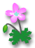 fleur1